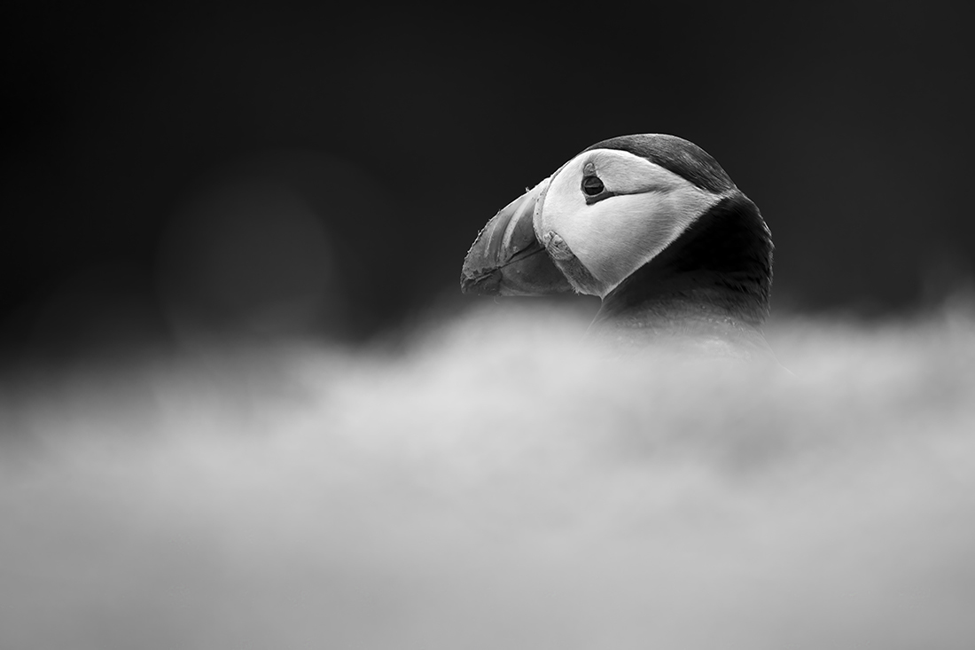 Life of a Puffin