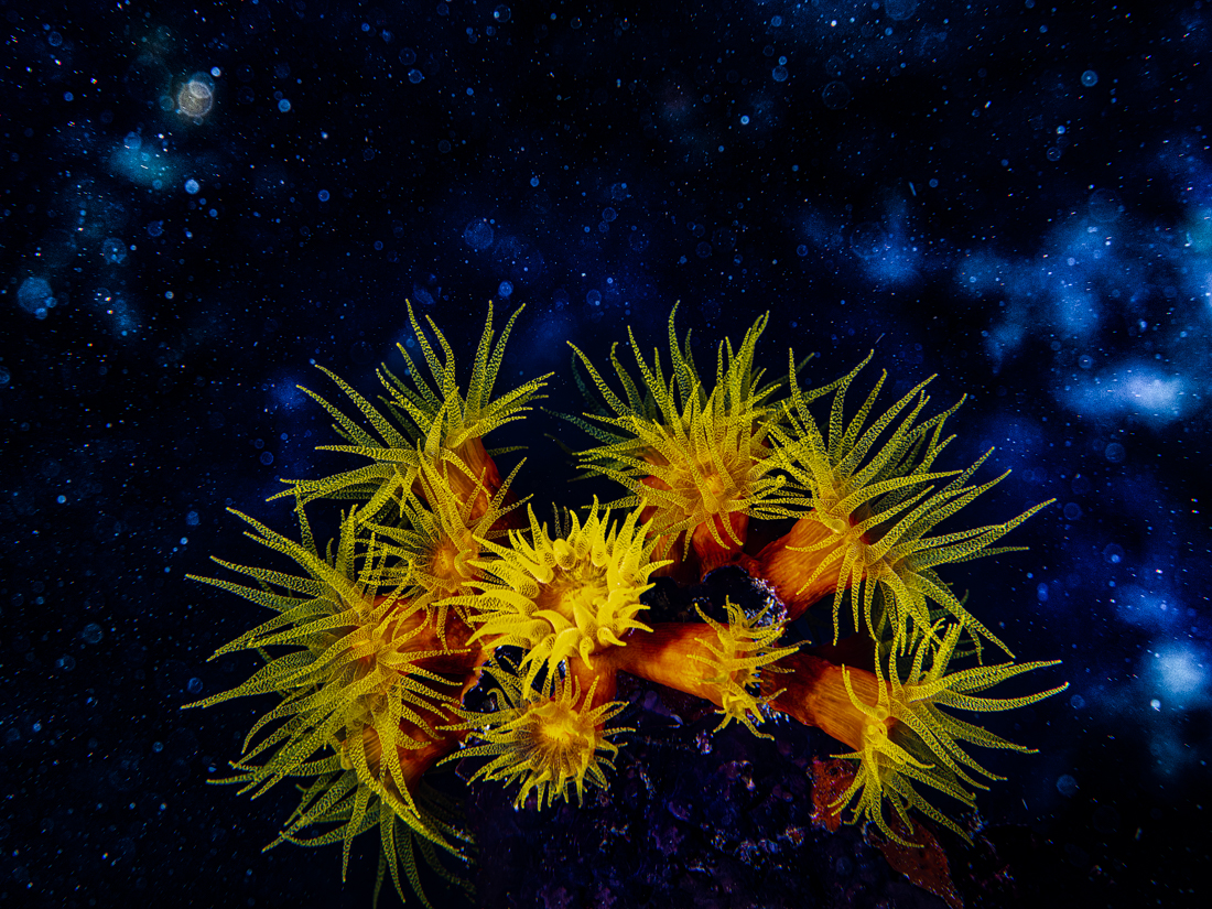 Cosmic Corals