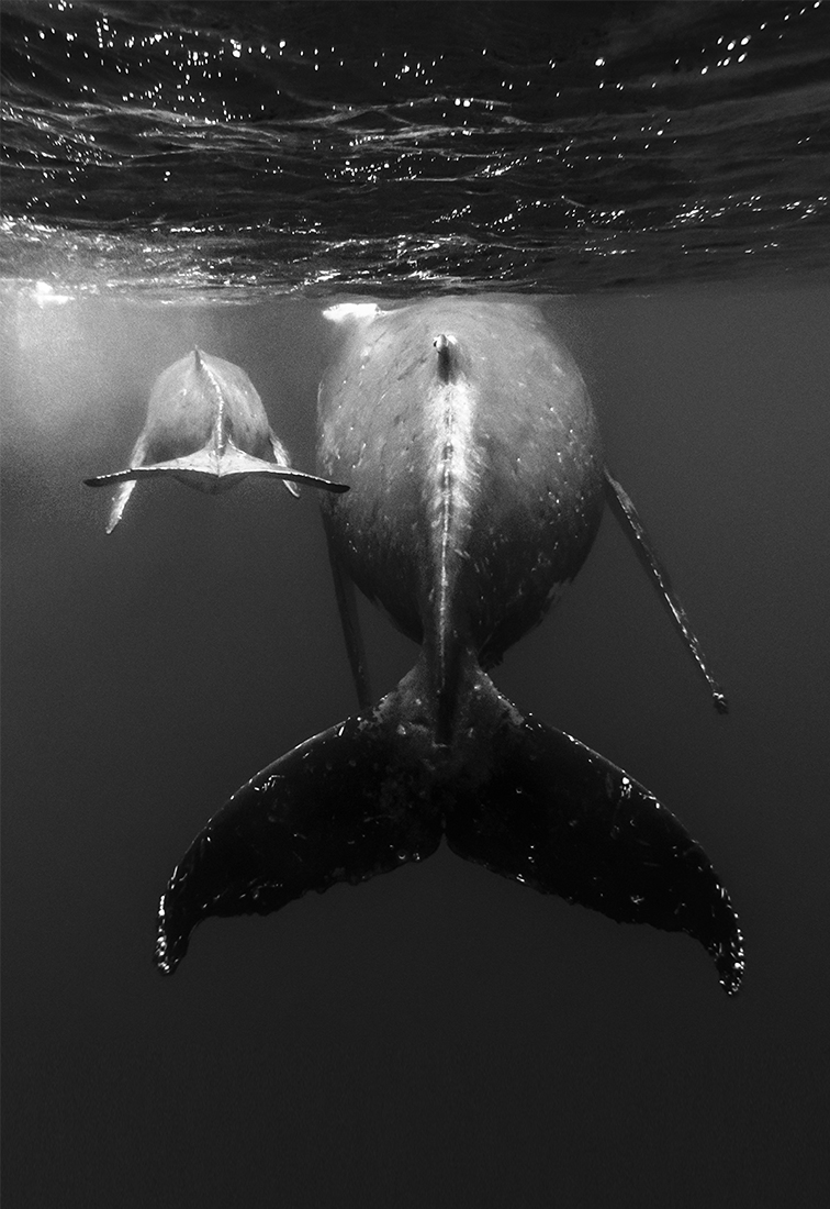 Floating with humpback whale 