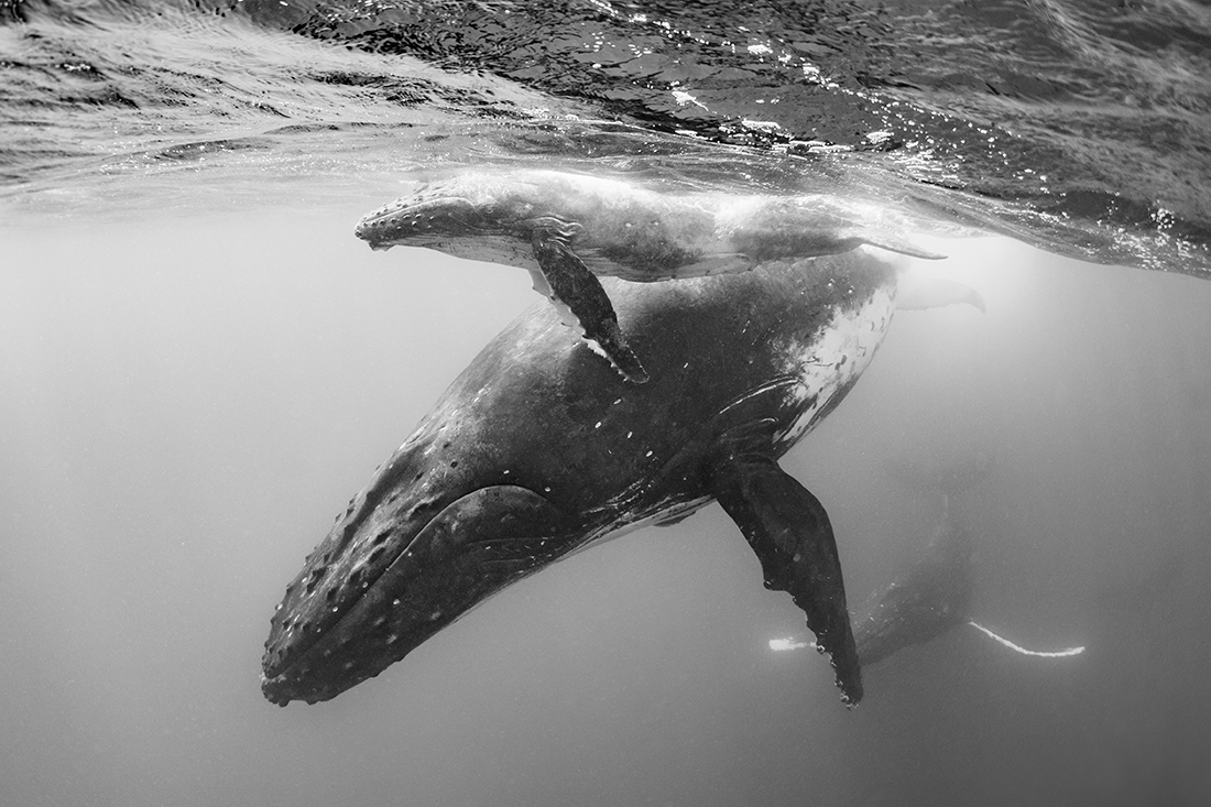 Floating with humpback whale 