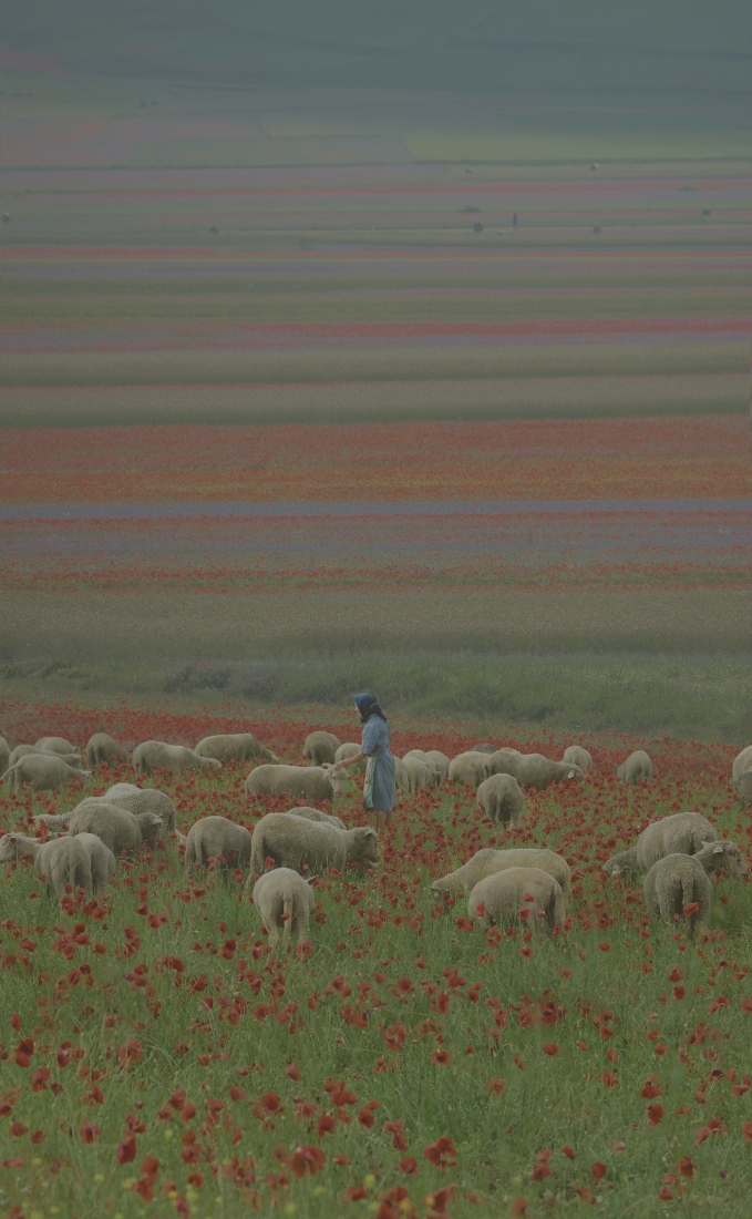 Italian Shepherds in La Fioritura