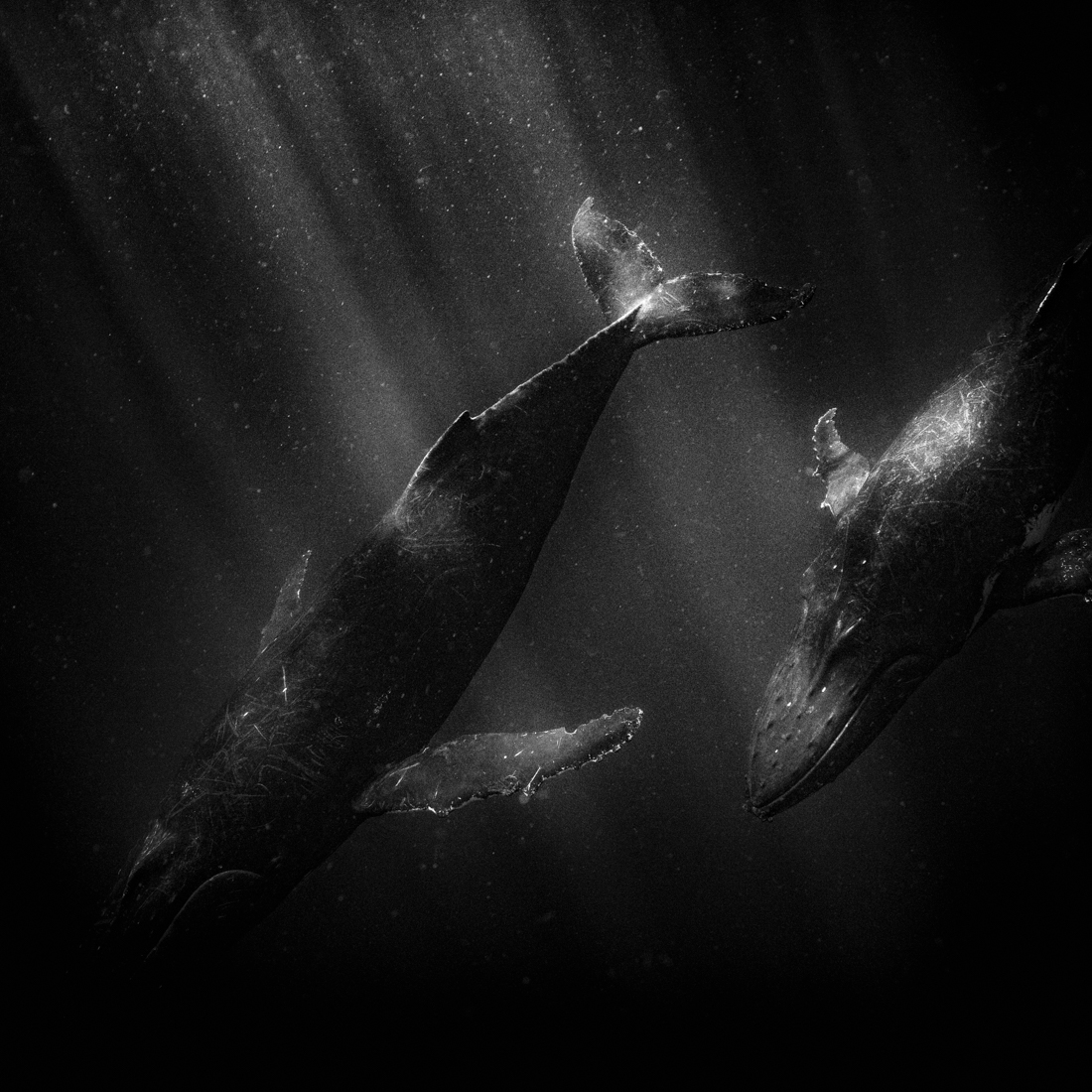 HUMPBACKS