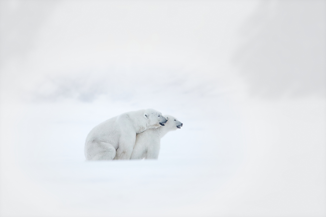 white bears of Svalbard