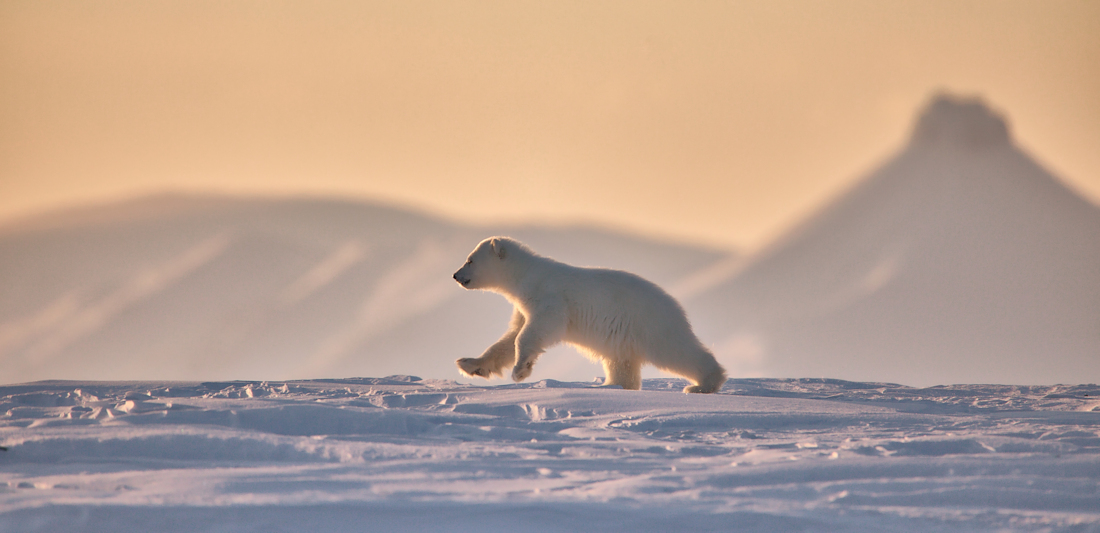 white bears of Svalbard