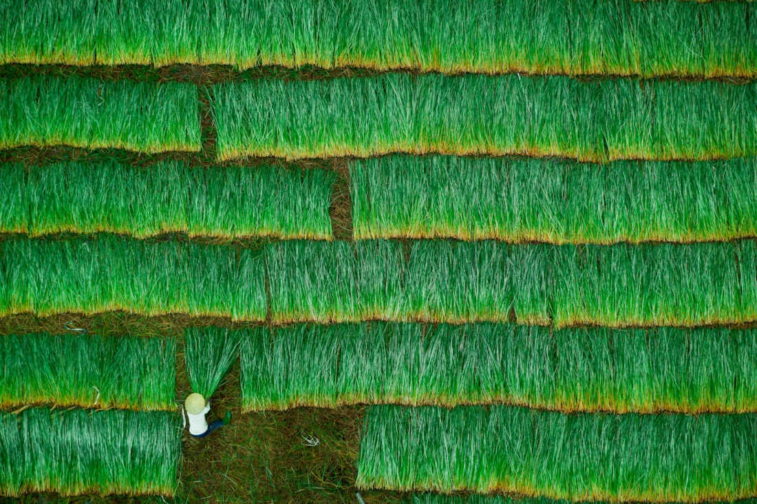 Drying grass