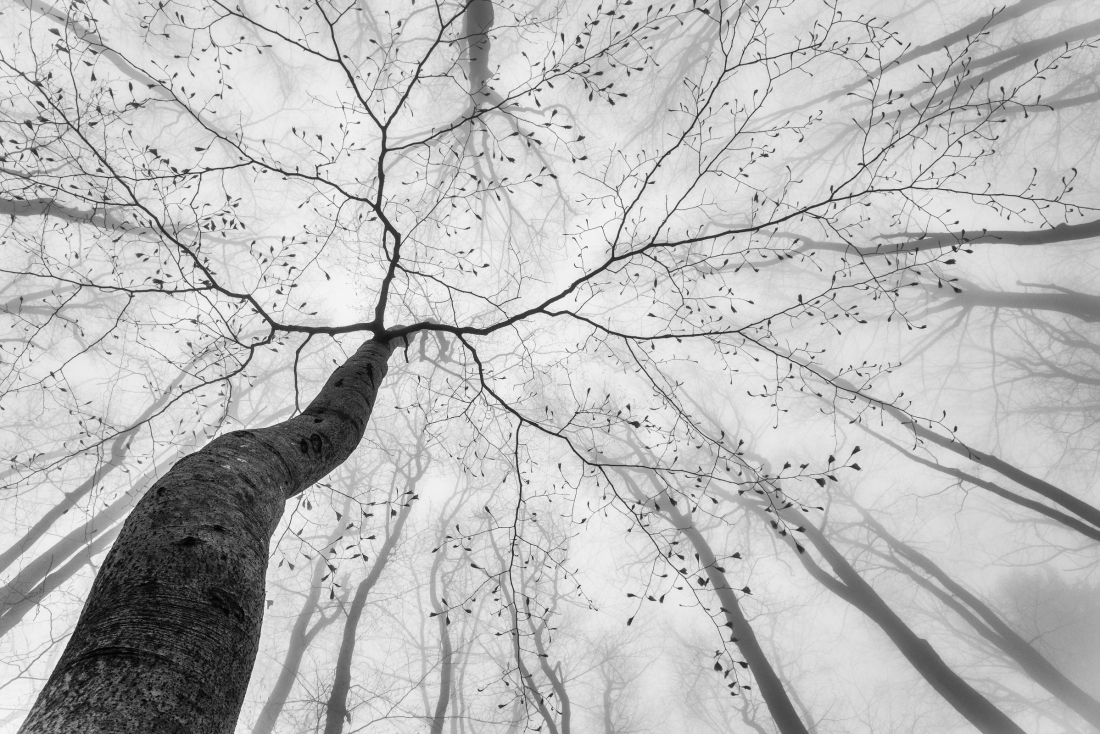 A view of the tree crown