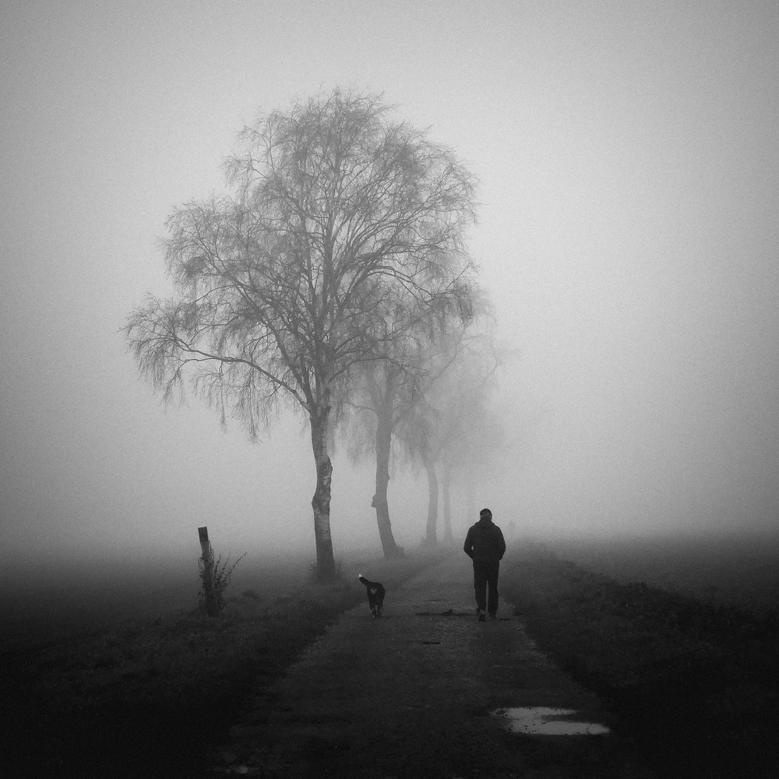 walks in the fog
