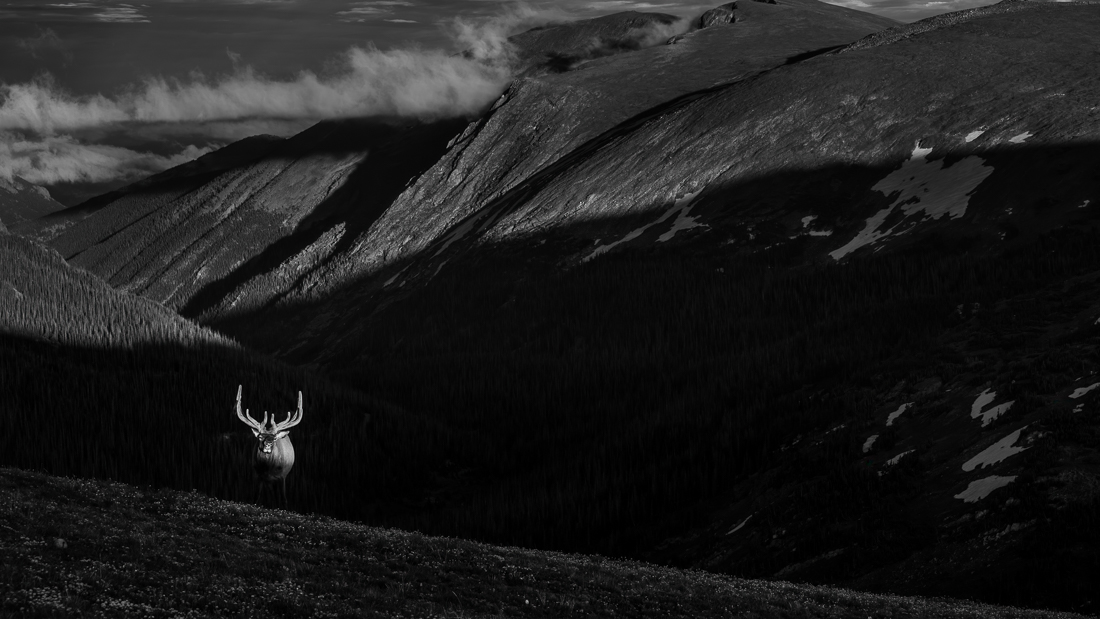 Elk in the sunset