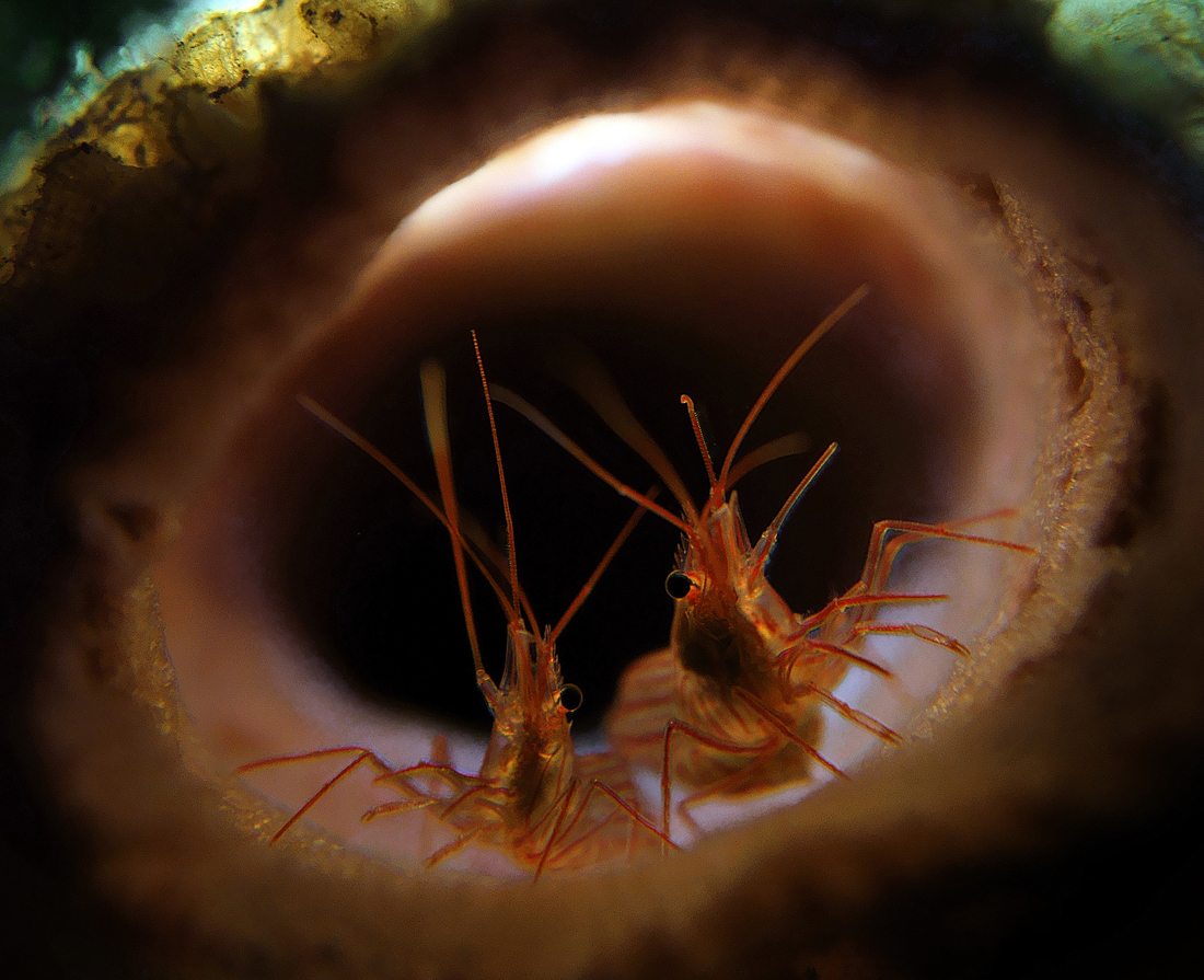 Unusual Views of Small Life on a Coral Reef