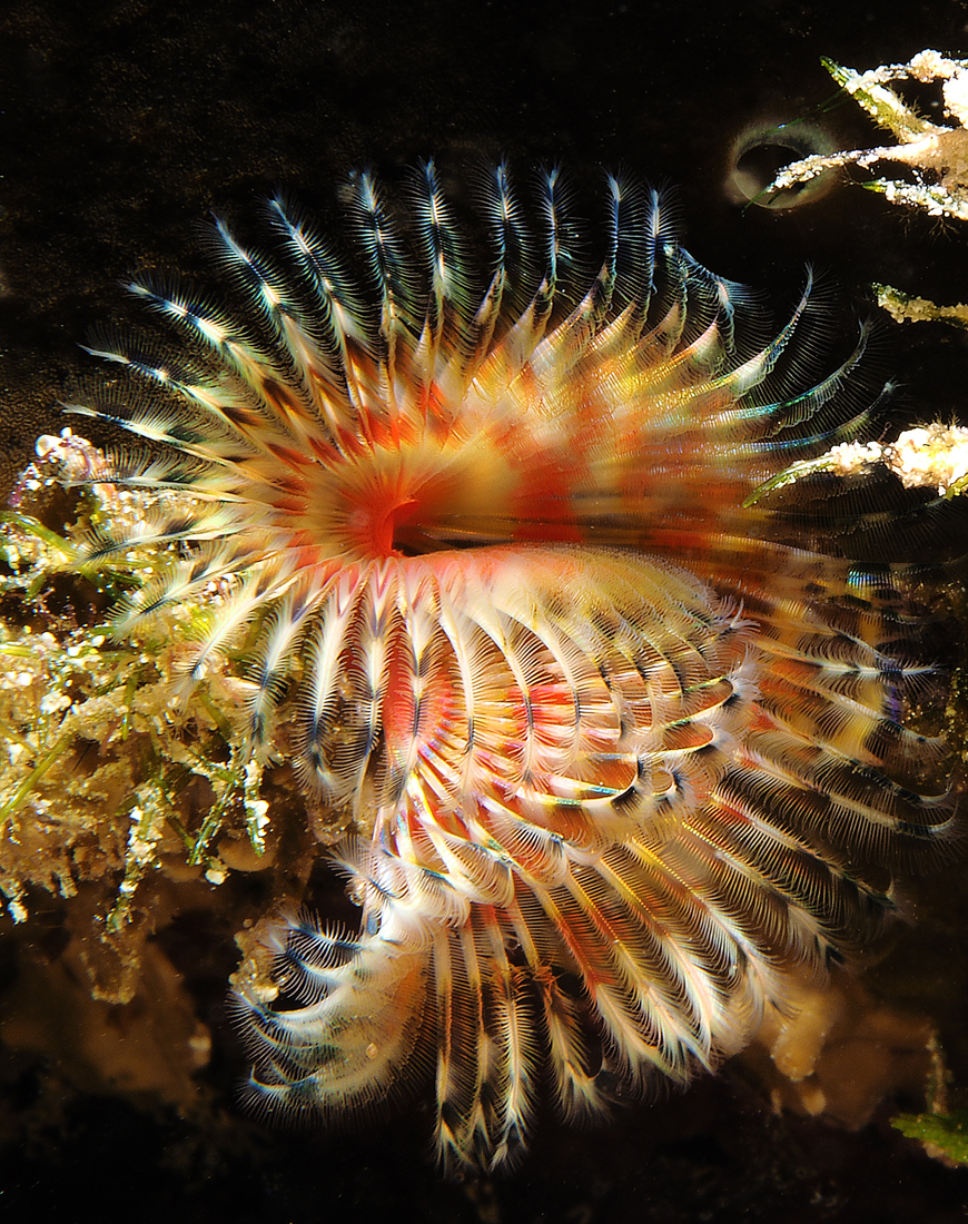 Unusual Views of Small Life on a Coral Reef