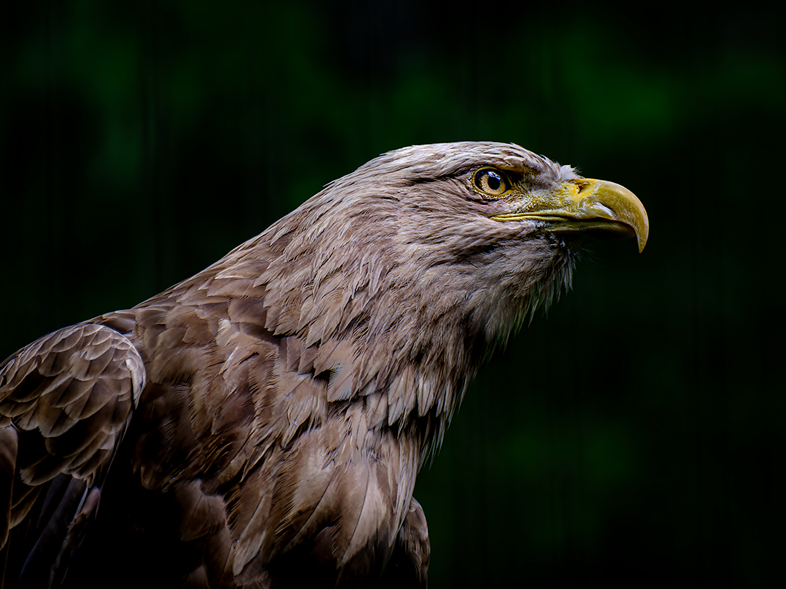 Golden eagle