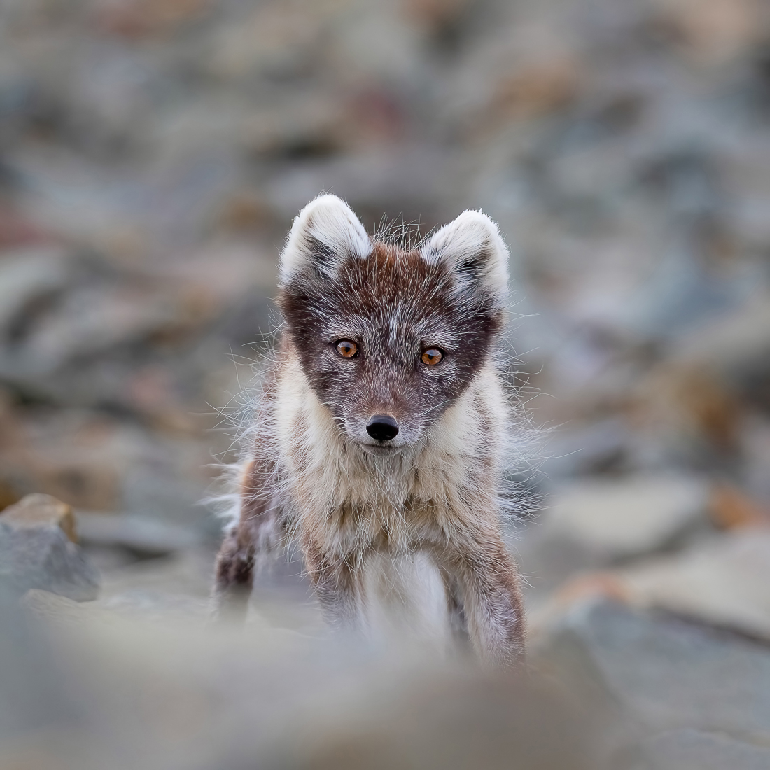 Eye to eye with arctic foxes
