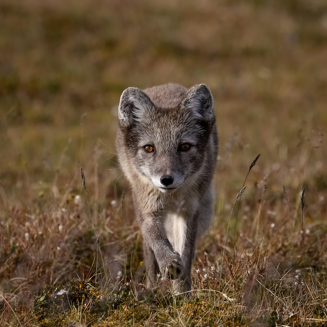 Eye to eye with arctic foxes