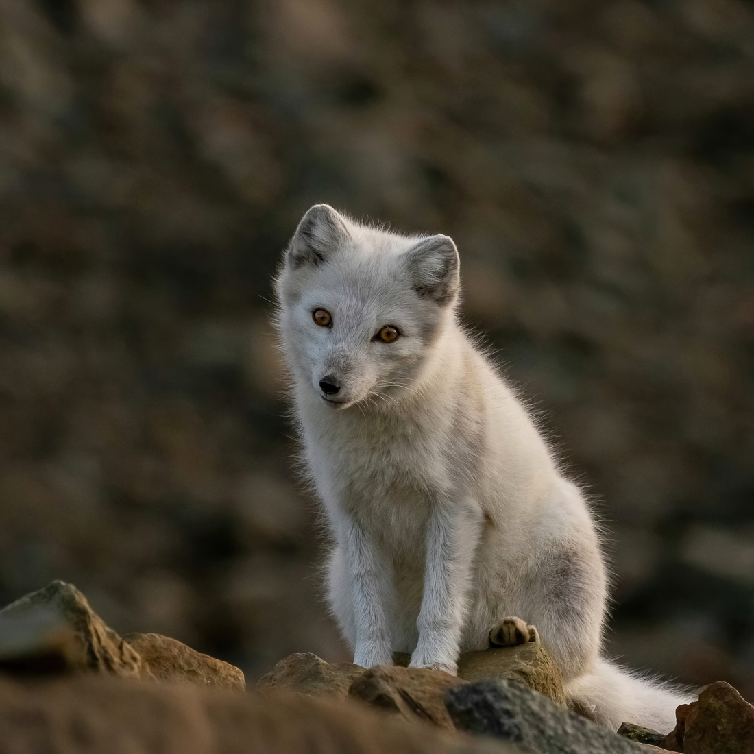 Eye to eye with arctic foxes