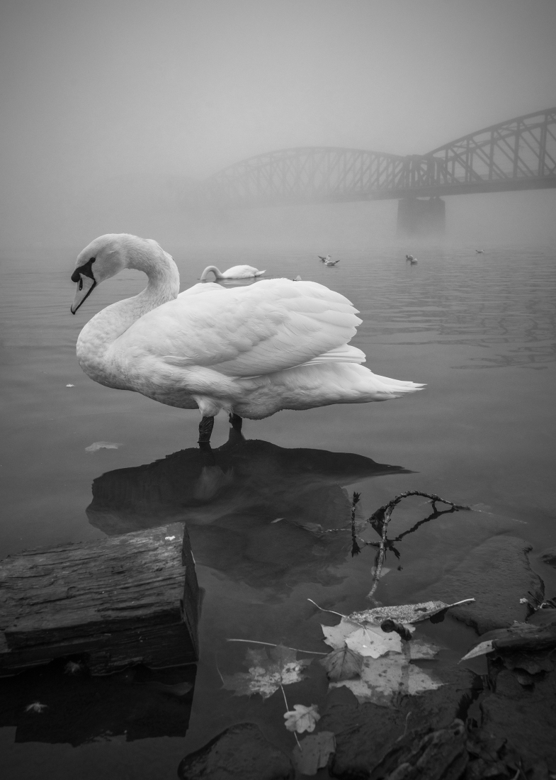 The beauty of Swans