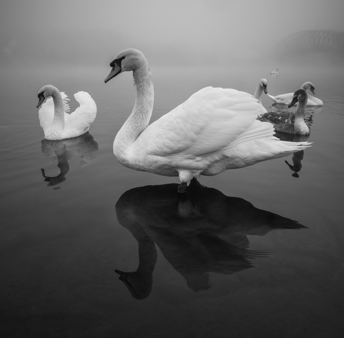 The beauty of Swans