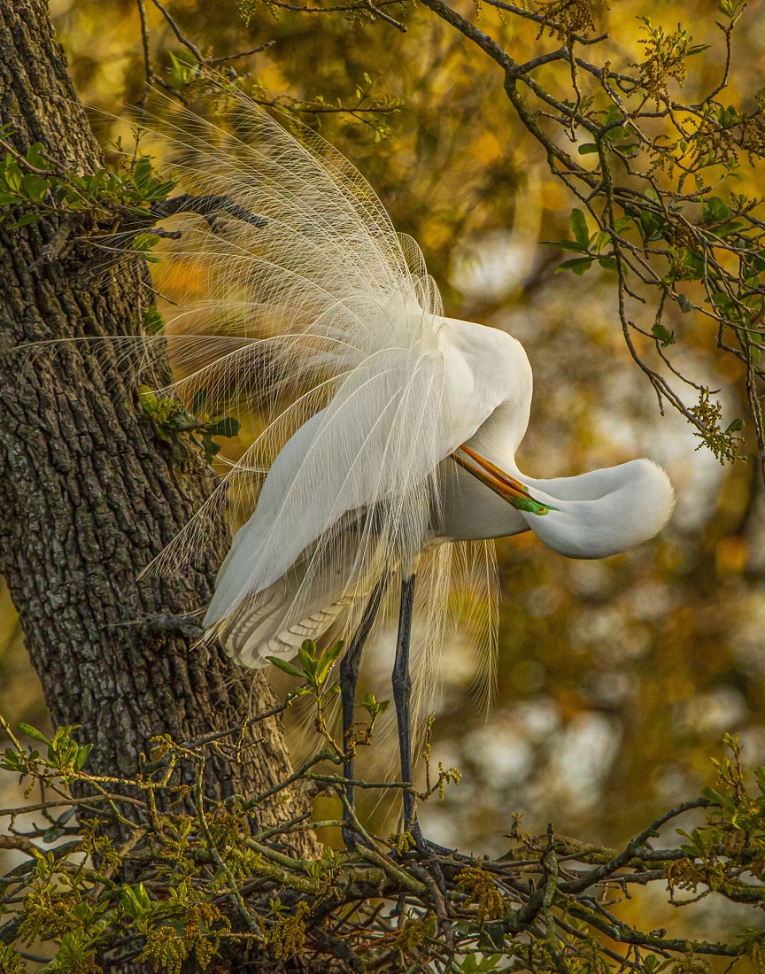 GOLDEN MORNING