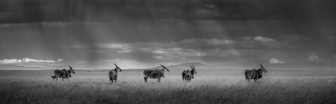 Under A Kenyan Sky