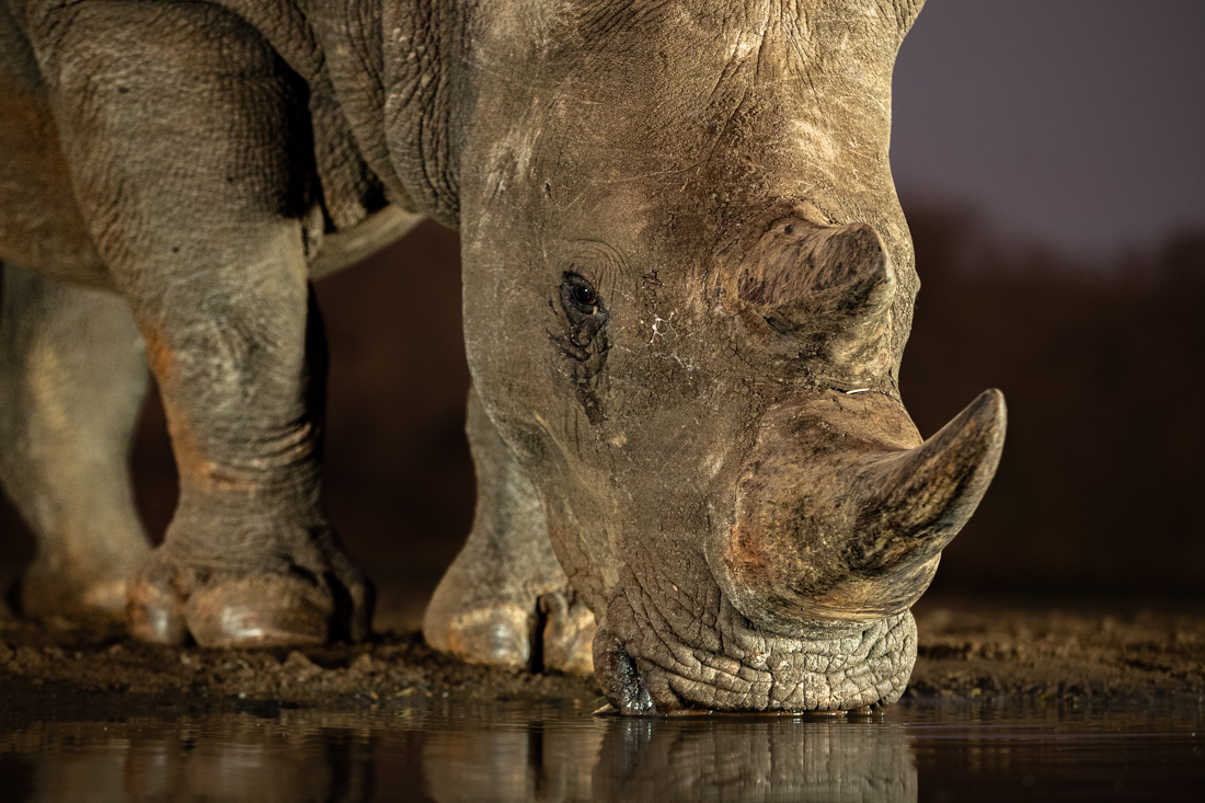 White rhino at the waterhole