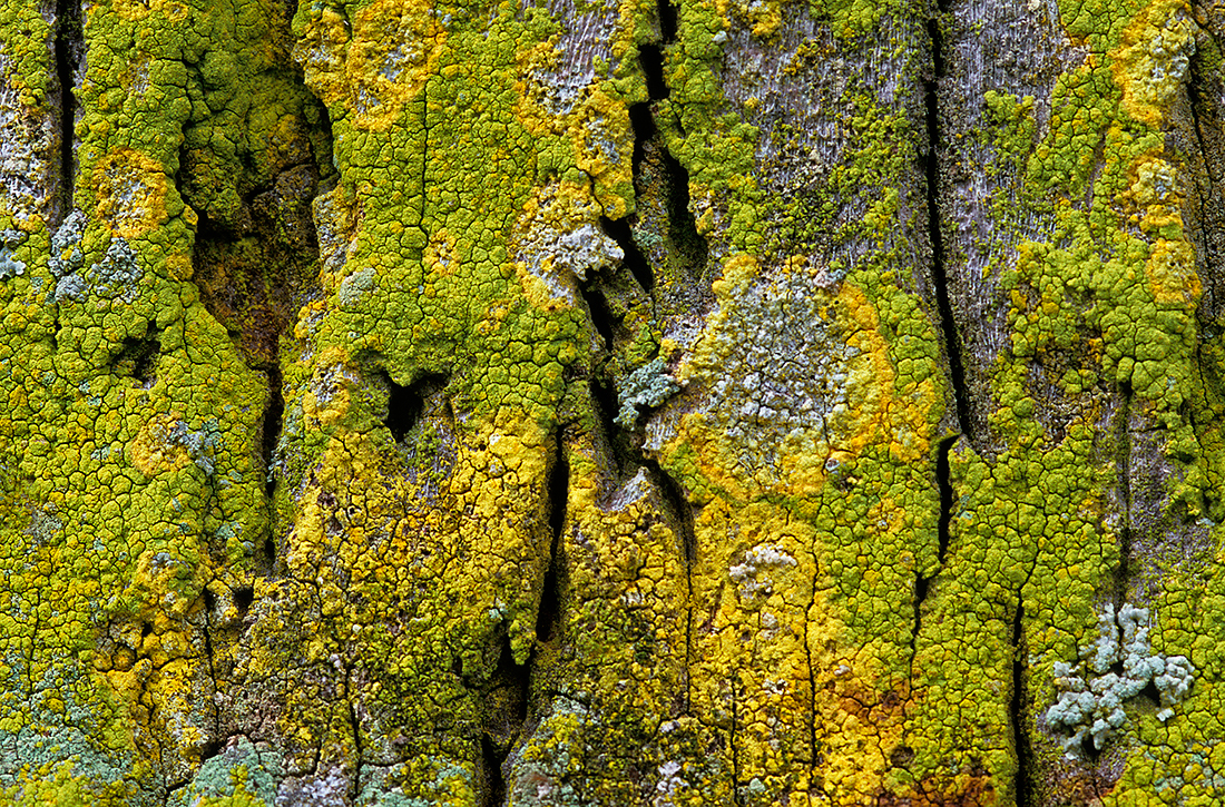 Lichens on Palm Trees