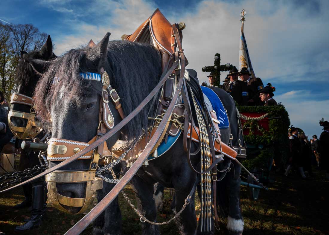 Horses and pilgrimage: a vibrant tradition