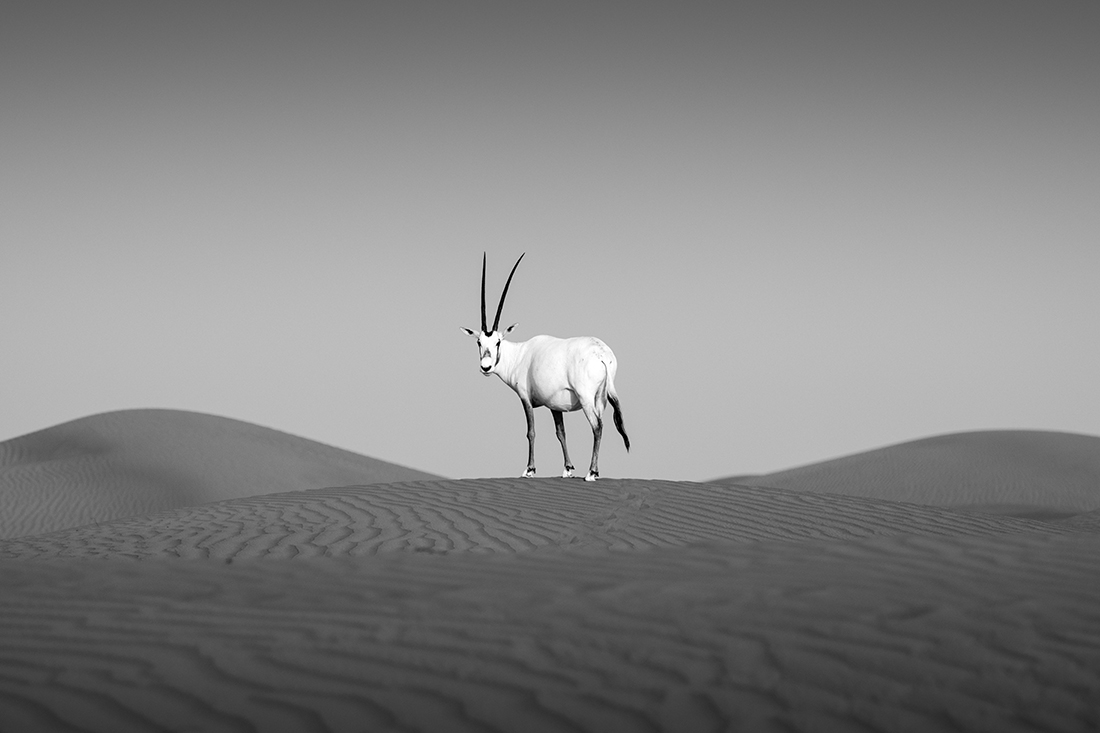 Arabian Orynx - The majestic desert dwellers