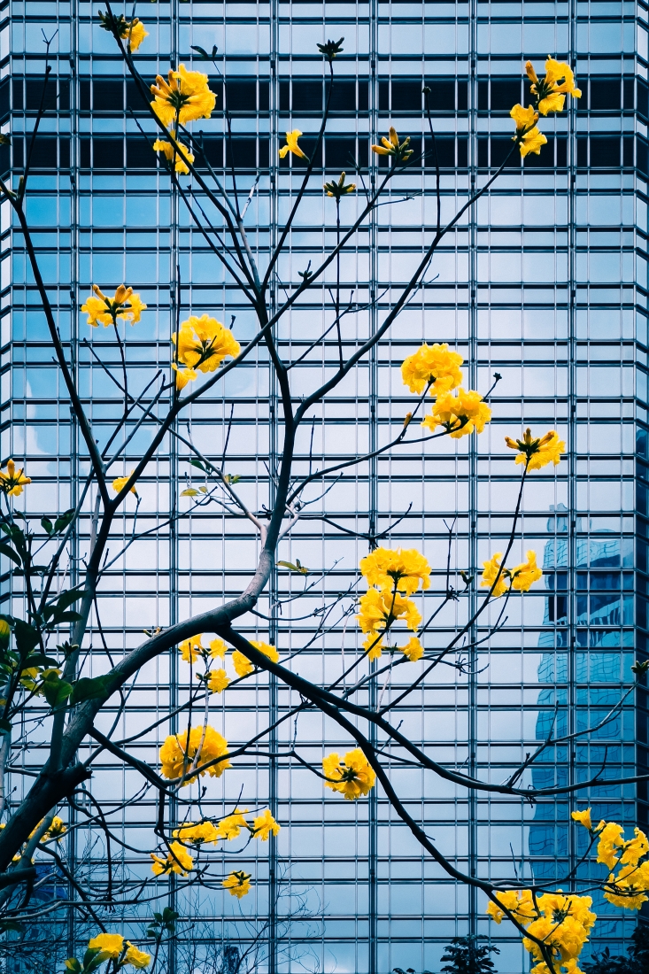 Yellow Flower, Blue Curtain Wall