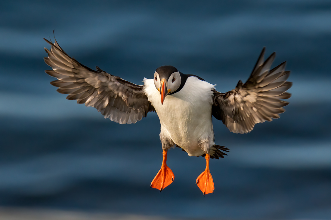 Puffin Magic