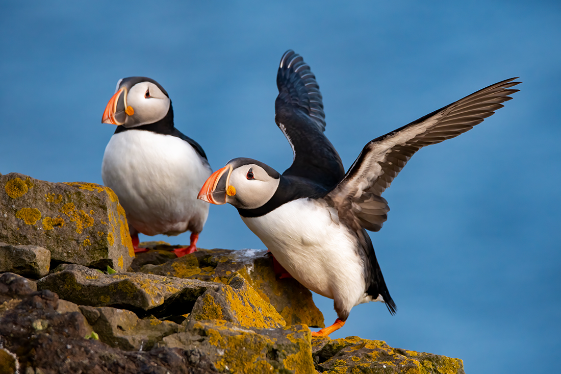 Puffin Magic