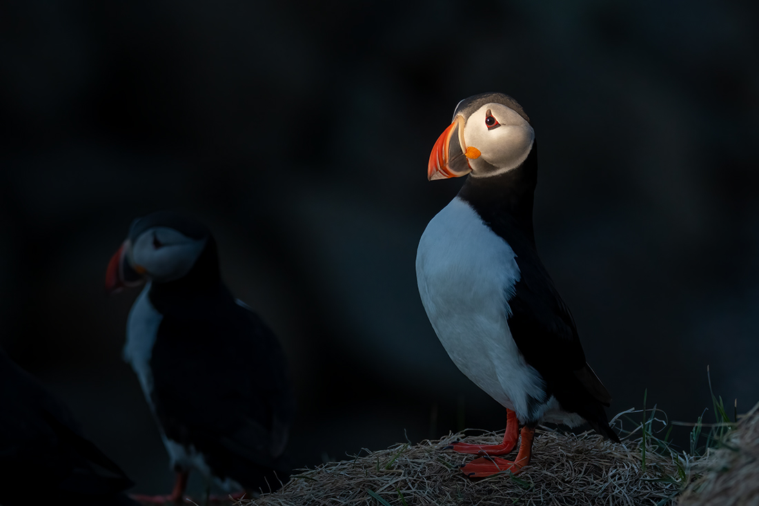 Puffin Magic