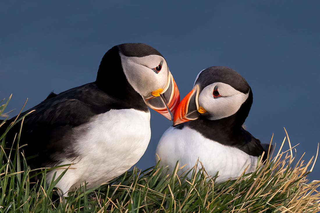 Puffin Magic