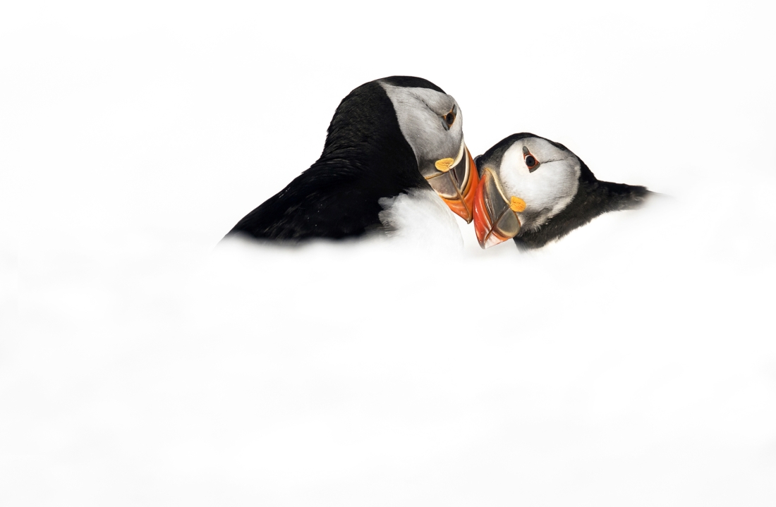 Puffin dream