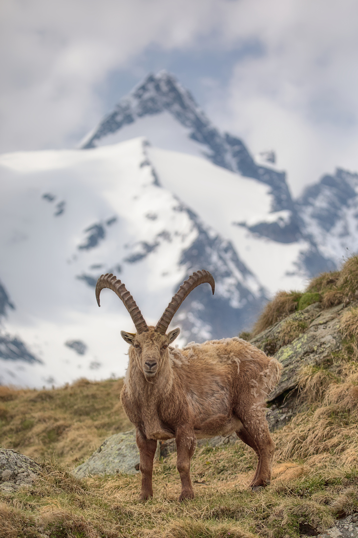 thr king of the alps and his little princes