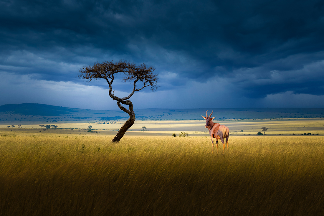 Scenery of African grasslands