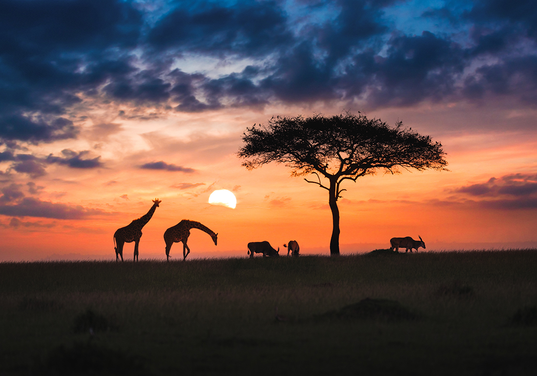 Scenery of African grasslands