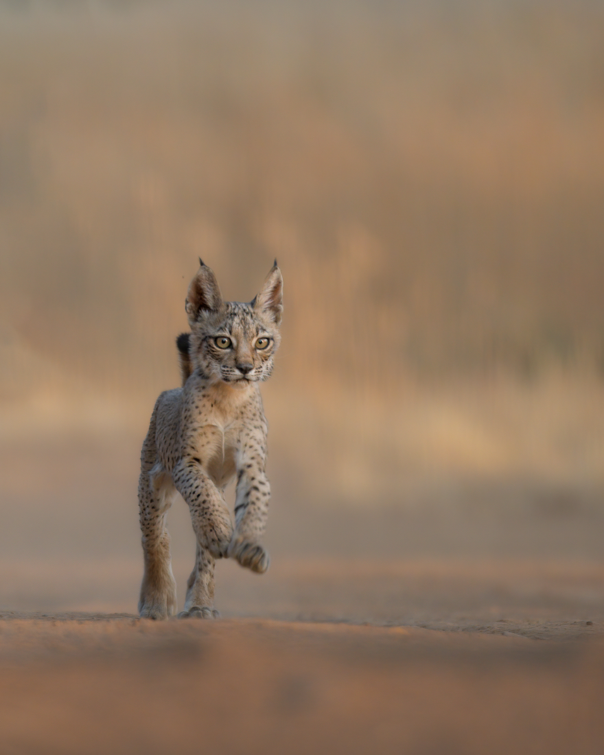 IBERIAN LYNX, SYMBOL OF SPAIN