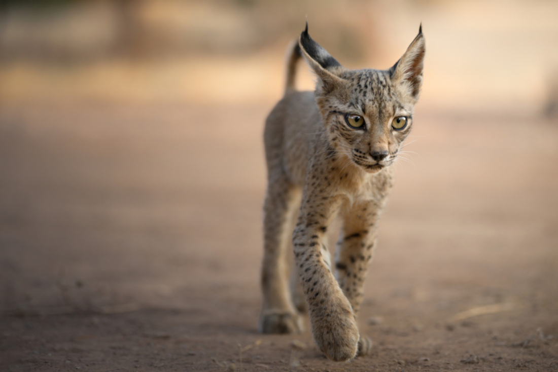 IBERIAN LYNX, SYMBOL OF SPAIN