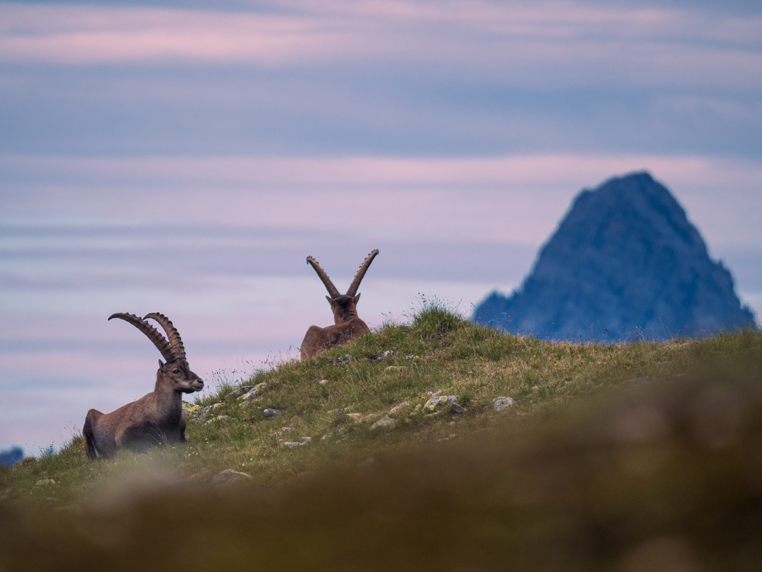 Majestic Ibex