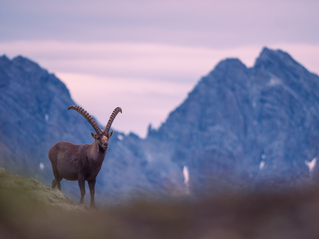 Majestic Ibex