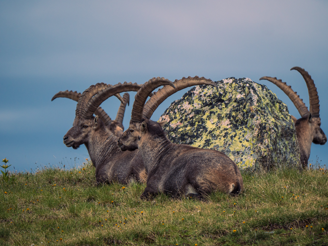 Majestic Ibex