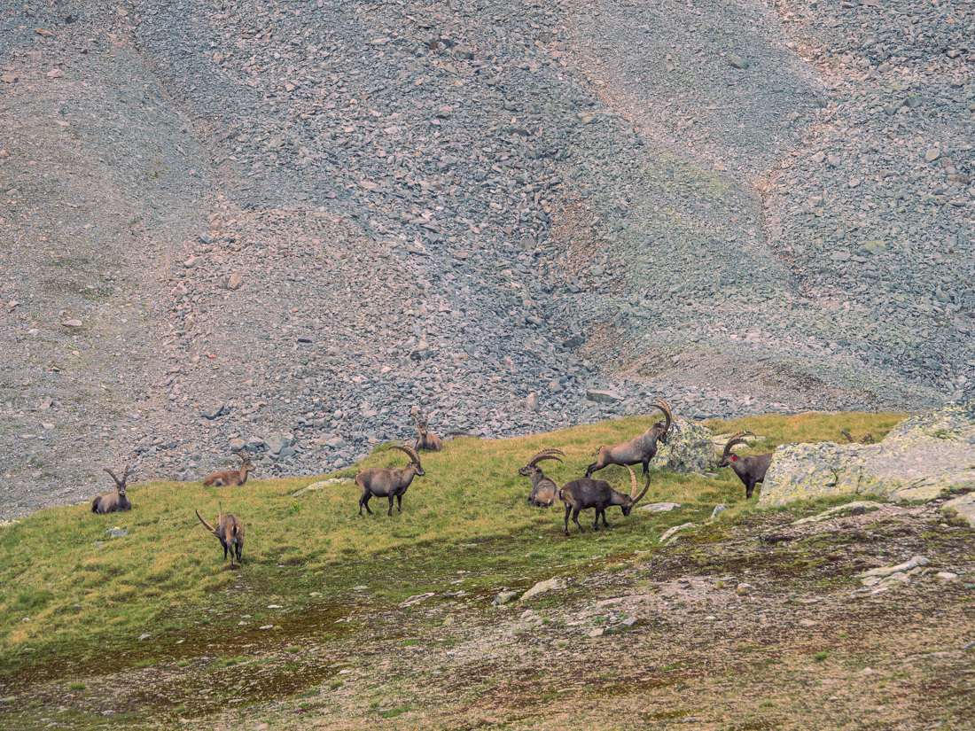 Majestic Ibex