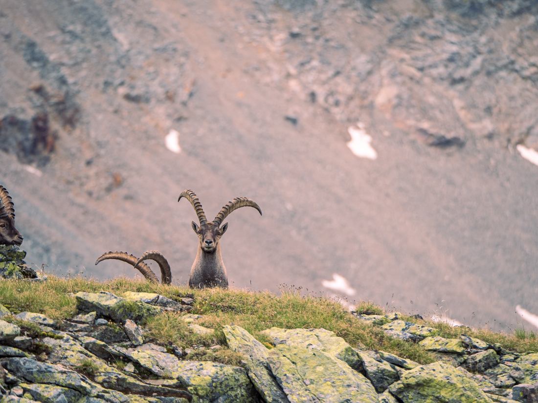 Majestic Ibex