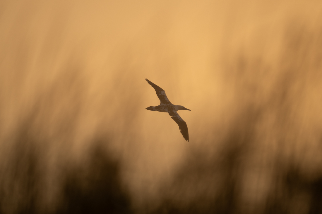 The glorious gannet