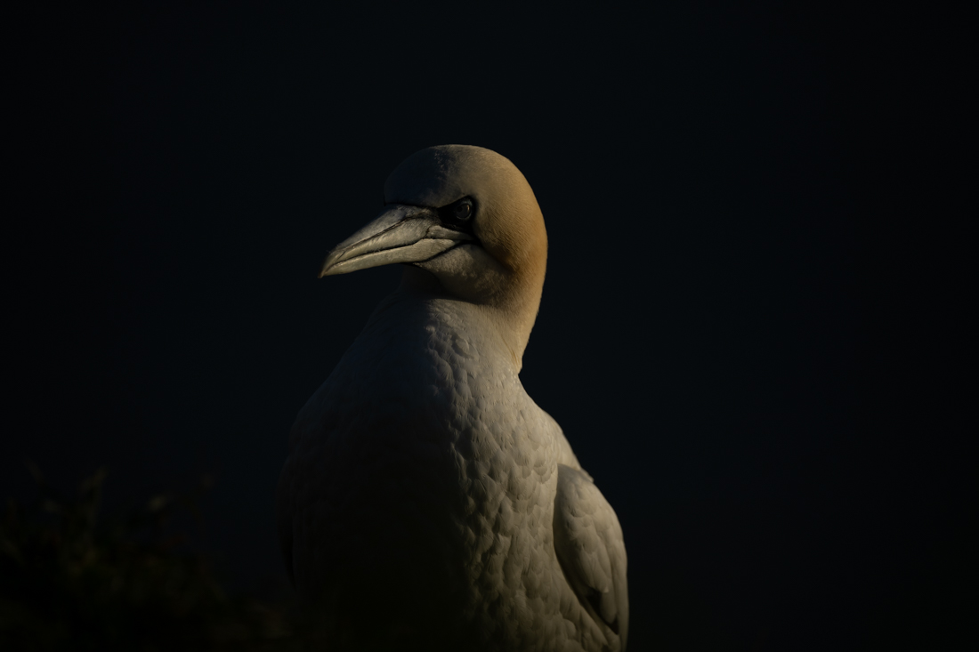 The glorious gannet