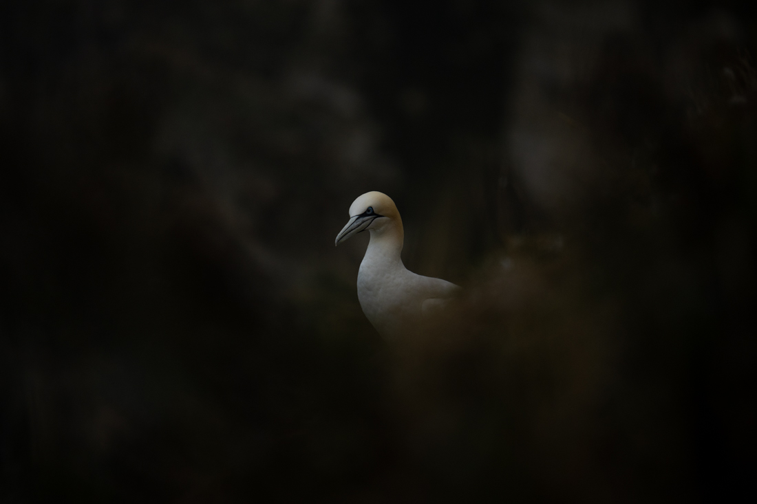 The glorious gannet