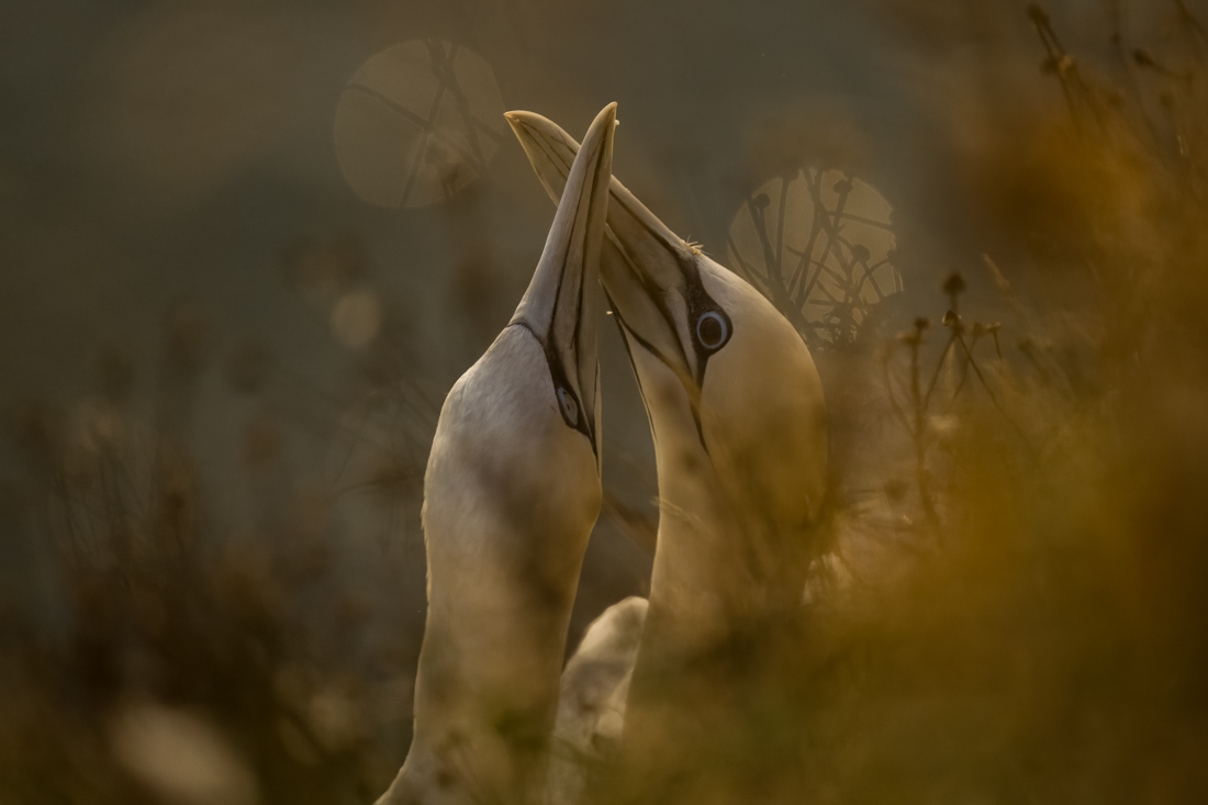 The glorious gannet