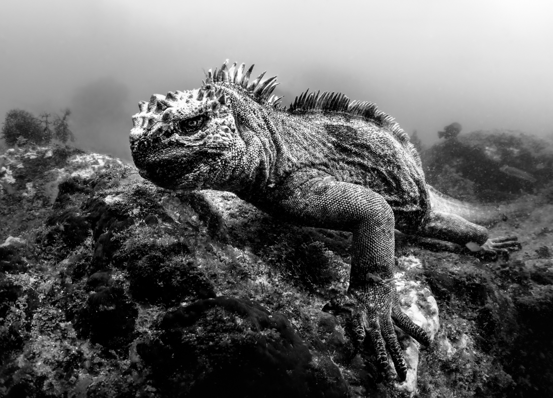 Marine Iguana