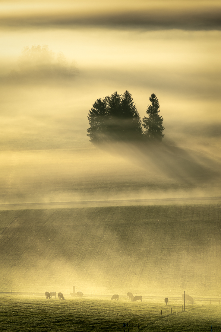 Foggy morning in the fields