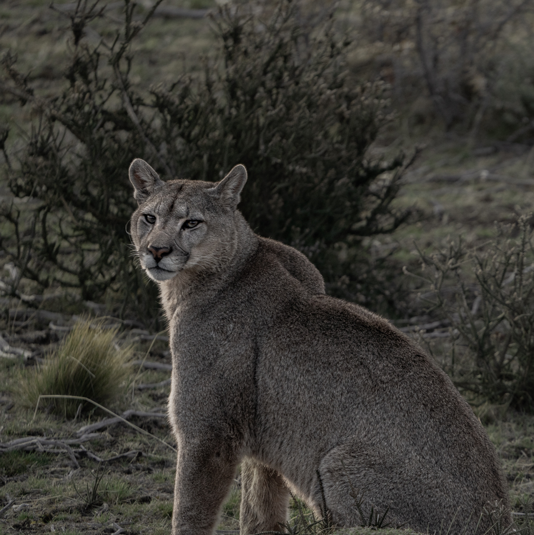 Back to be Strong Pumas