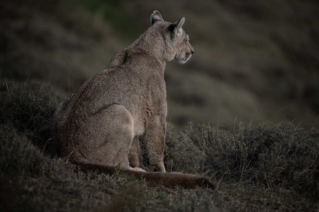 Back to be Strong Pumas